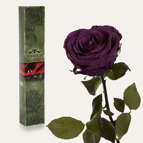 Долгосвежая роза «Фиолетовый Аметист»