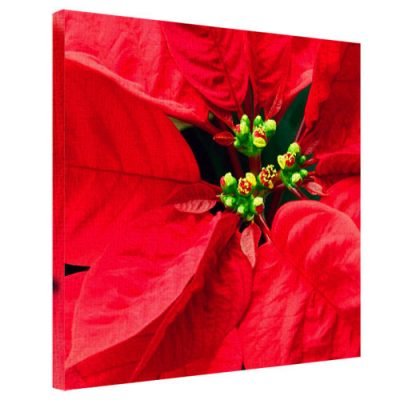 Картина на ткани, 50х50 см «Цветок рождественник»